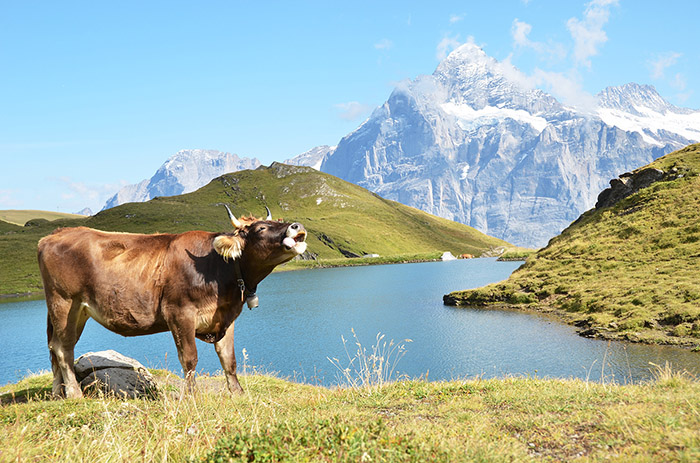 Cow in an Alpine meadow. Jungfrau region, Switzerland